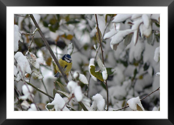 Winter Bluetit Framed Mounted Print by Donna Collett