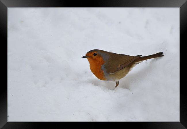Robin in the Snow Framed Print by Donna Collett