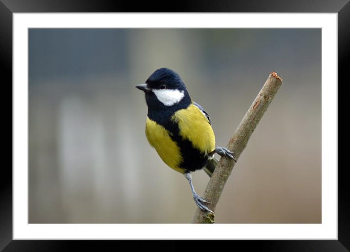 A Great Tit Framed Mounted Print by Donna Collett