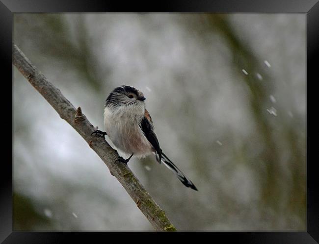 Long Tailed Tit Framed Print by Donna Collett