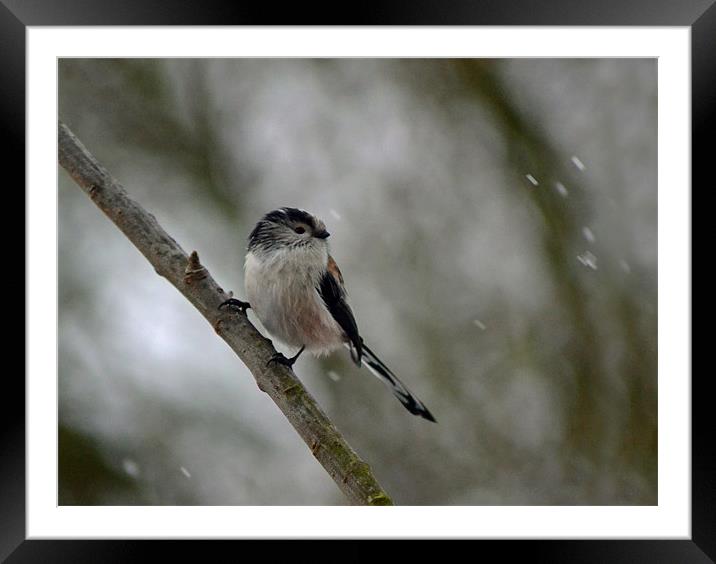 Long Tailed Tit Framed Mounted Print by Donna Collett