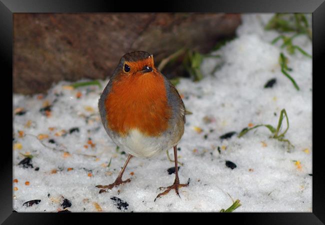 Winter Robin Framed Print by Donna Collett