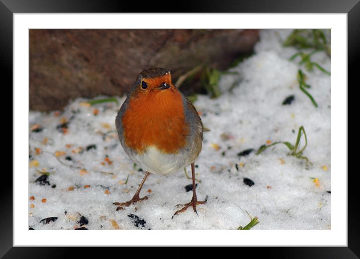 Winter Robin Framed Mounted Print by Donna Collett