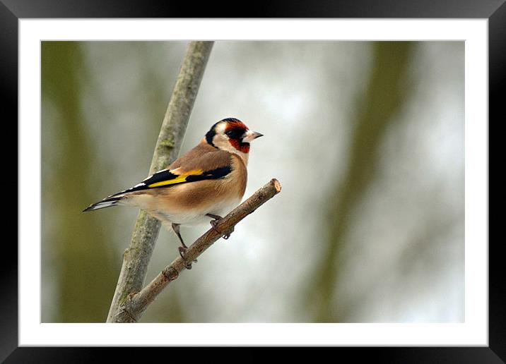 Goldfinch Framed Mounted Print by Donna Collett