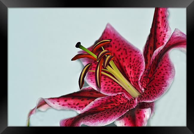 Lily - Aranal Framed Print by Donna Collett