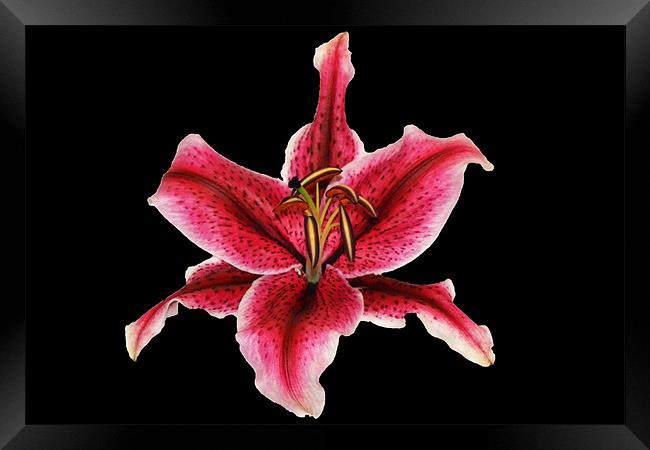 Pink Lily Framed Print by Donna Collett