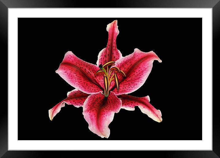 Pink Lily Framed Mounted Print by Donna Collett