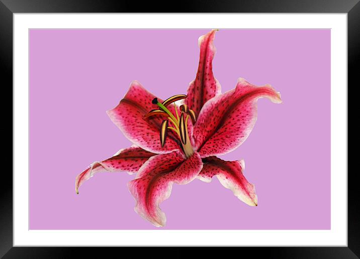Pastel Lily Framed Mounted Print by Donna Collett