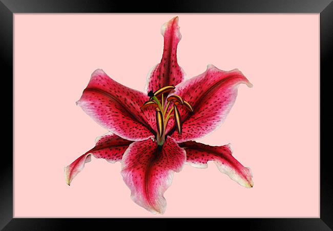Pink Lily - Aranal Framed Print by Donna Collett