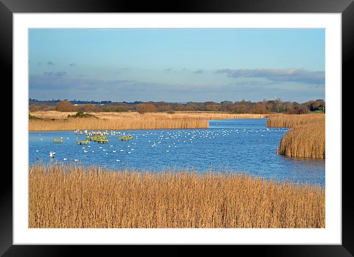 Titchfield Haven Framed Mounted Print by Donna Collett