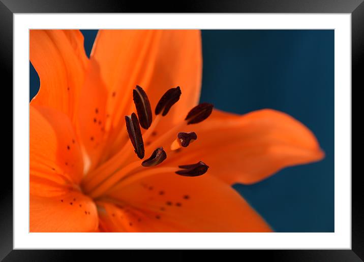 Liliy- Tiger Framed Mounted Print by Donna Collett
