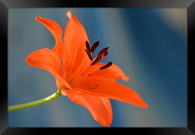 Tiger Lily -Side view Framed Print by Donna Collett