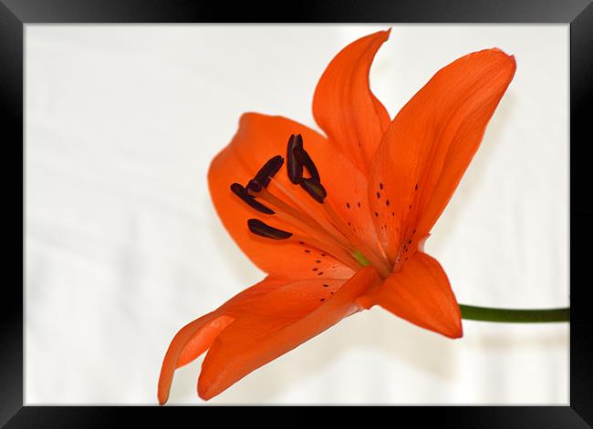 Tiger Lily 2 Framed Print by Donna Collett