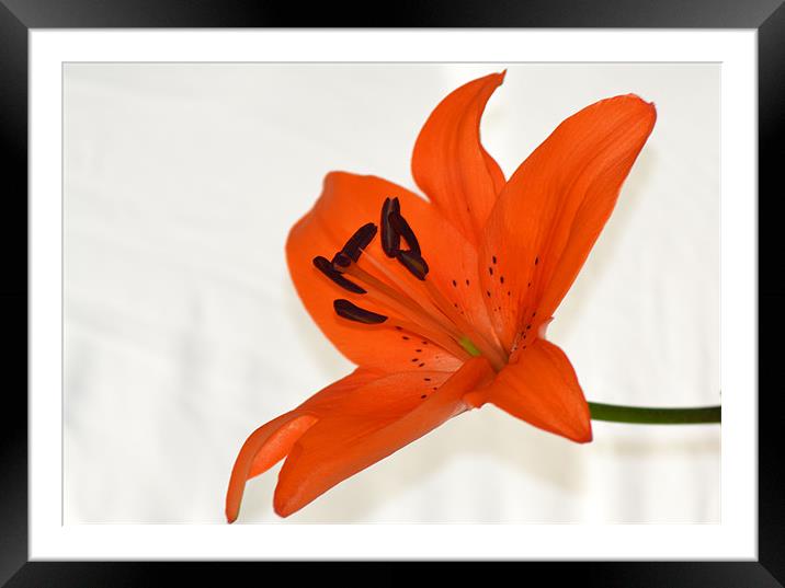 Tiger Lily 2 Framed Mounted Print by Donna Collett