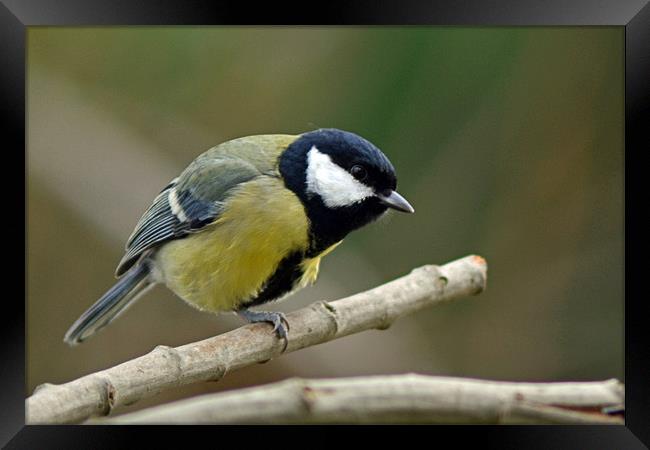 One Legged Great Tit Framed Print by Donna Collett