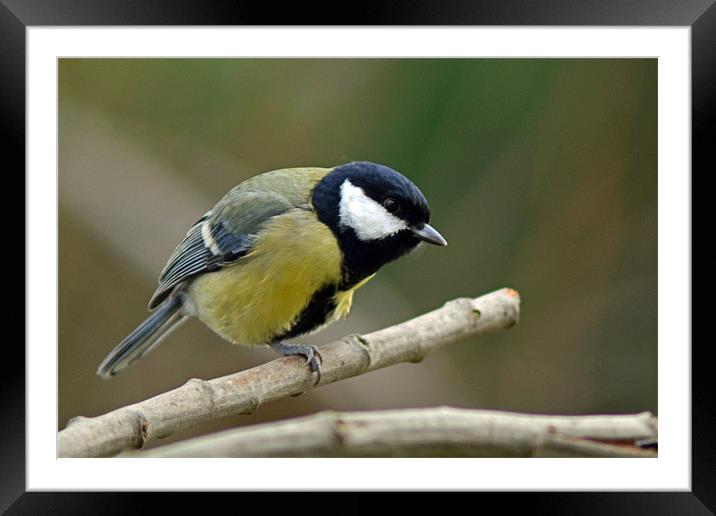 One Legged Great Tit Framed Mounted Print by Donna Collett