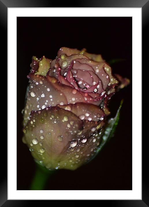 Rose Sparkle Framed Mounted Print by Donna Collett