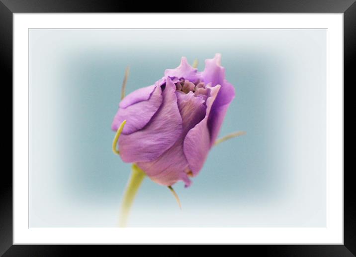 Lisianthus Framed Mounted Print by Donna Collett