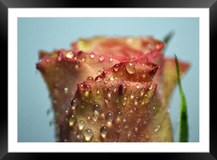Rose Framed Mounted Print by Donna Collett