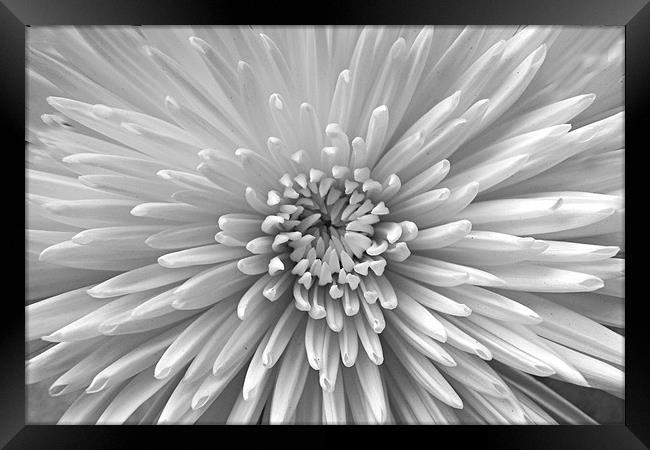 Black & White Bloom Framed Print by Donna Collett
