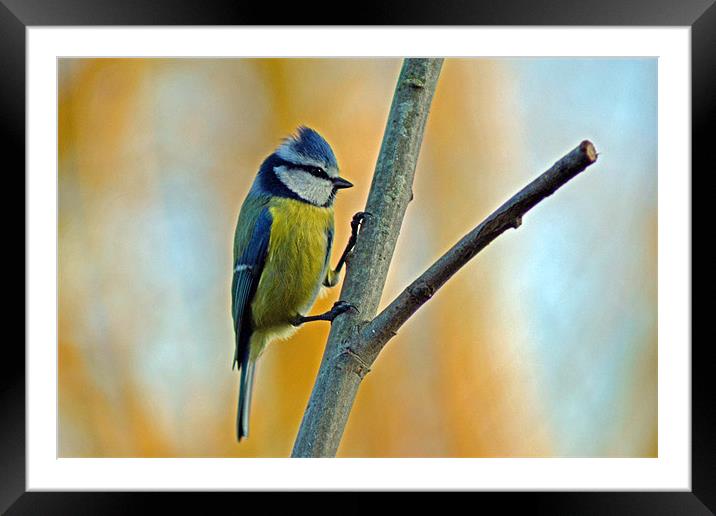 Bluetit on twig Framed Mounted Print by Donna Collett