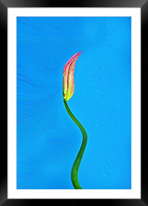 Rose Abstract Framed Mounted Print by Donna Collett