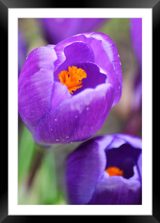 Delicate Crocus Framed Mounted Print by Donna Collett