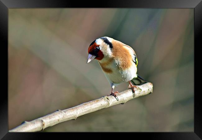 Goldfinch Framed Print by Donna Collett