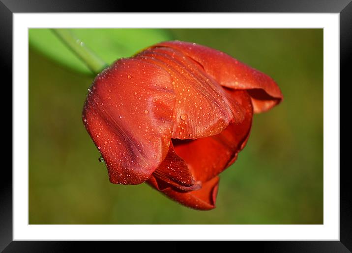 Red Tulip Framed Mounted Print by Donna Collett