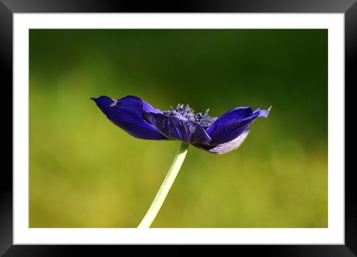 Anemone Framed Mounted Print by Donna Collett