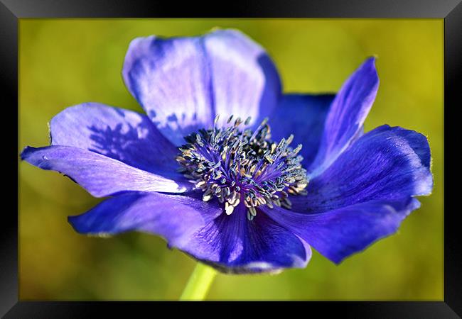Blue Anemone Framed Print by Donna Collett
