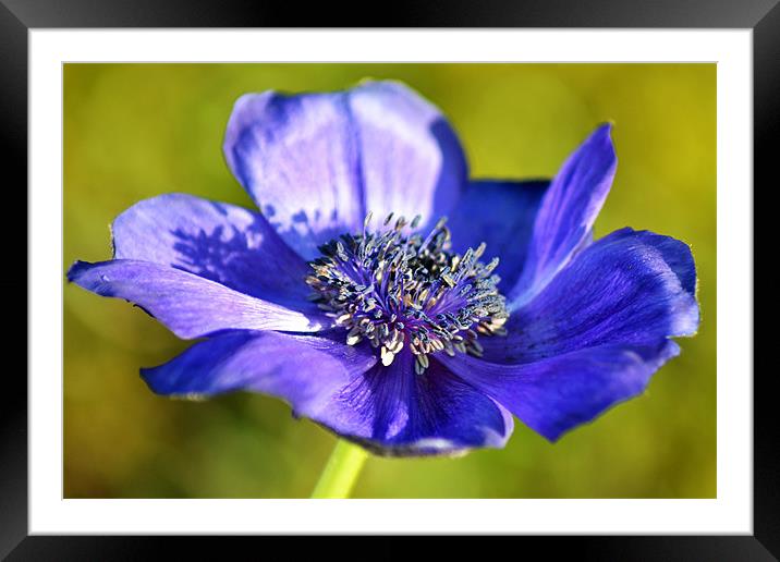 Blue Anemone Framed Mounted Print by Donna Collett