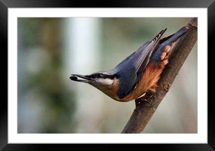 Nuthatch Framed Mounted Print by Donna Collett