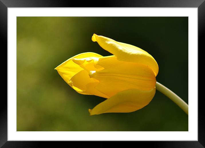 Yellow Tulip Framed Mounted Print by Donna Collett
