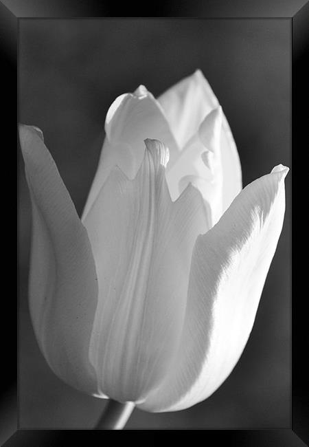 Black & White Tulip Framed Print by Donna Collett