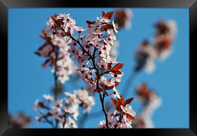 Cherry Blossum Framed Print by Donna Collett