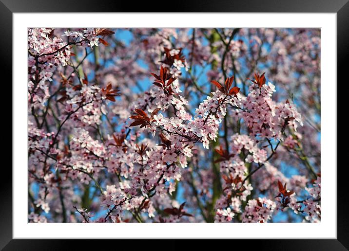 Cherry Blossum Tree Framed Mounted Print by Donna Collett