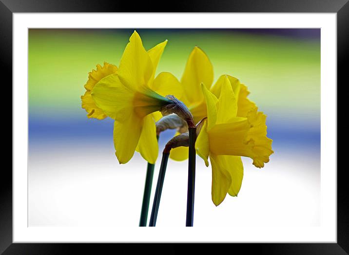 Daffodil Cluster Framed Mounted Print by Donna Collett