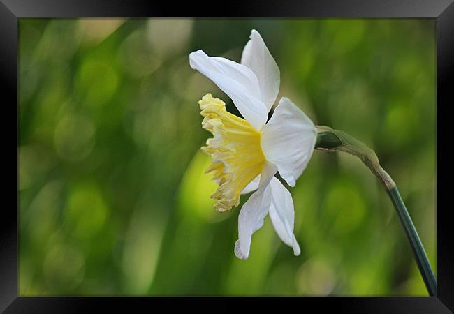 White Daffodil Framed Print by Donna Collett