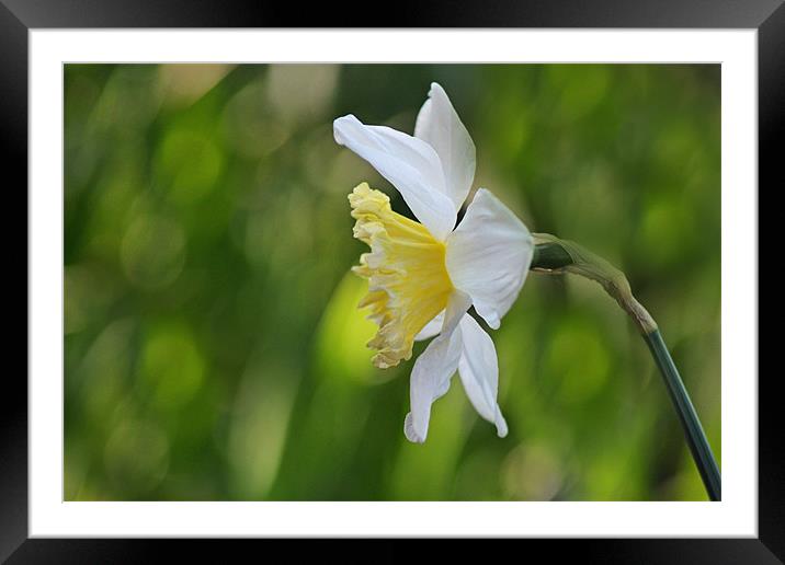 White Daffodil Framed Mounted Print by Donna Collett