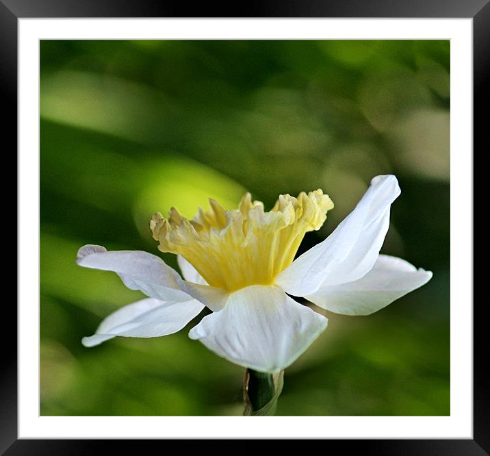 Pale Yellow Framed Mounted Print by Donna Collett