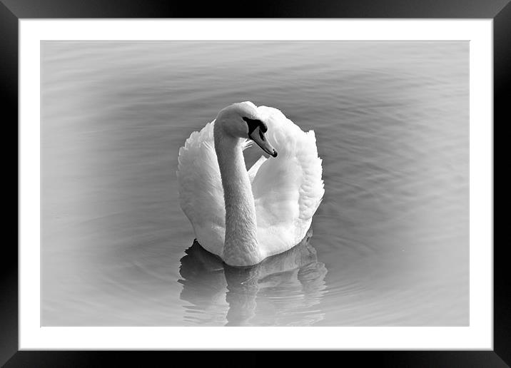 Grace Framed Mounted Print by Donna Collett