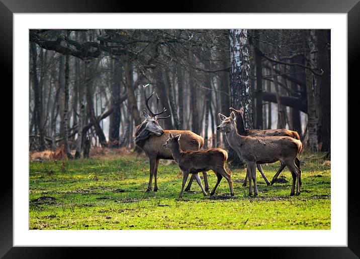 Deer Family Framed Mounted Print by Donna Collett