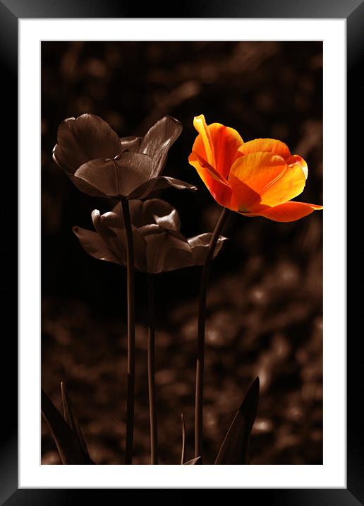 Chocolate orange Framed Mounted Print by Donna Collett