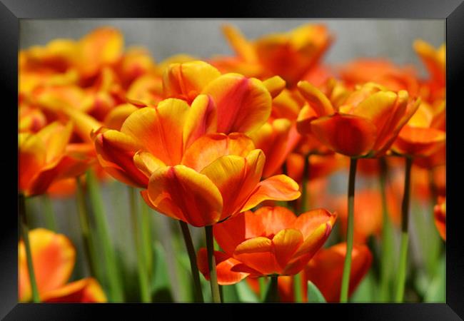 Orange tulips Framed Print by Donna Collett