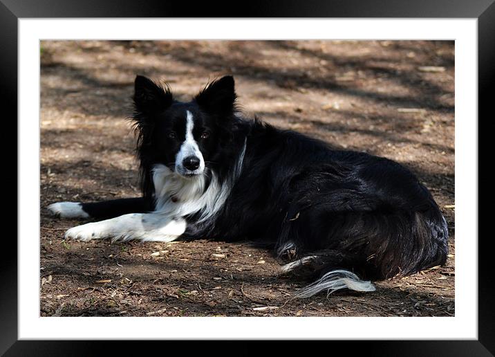 Collie Framed Mounted Print by Donna Collett