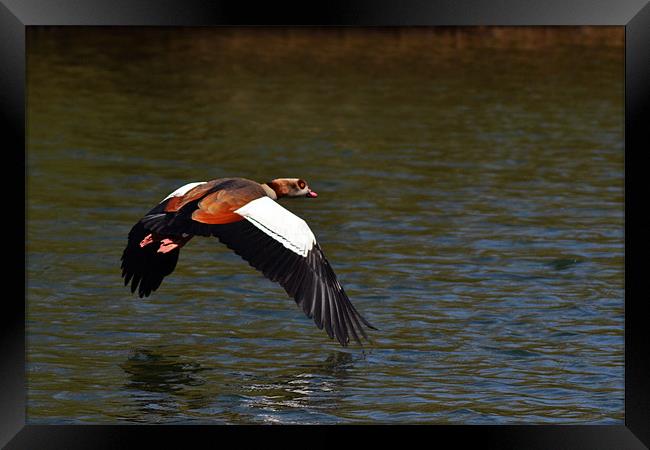 Egyptian Goose Framed Print by Donna Collett