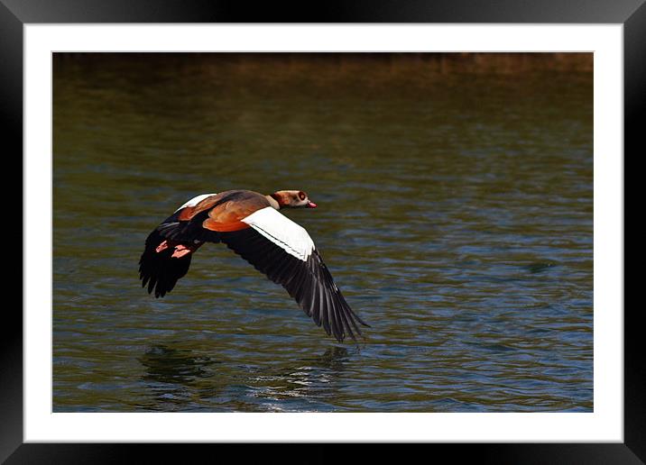 Egyptian Goose Framed Mounted Print by Donna Collett