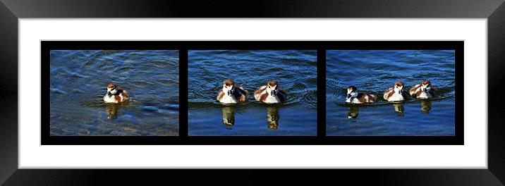 123 count with me Framed Mounted Print by Donna Collett