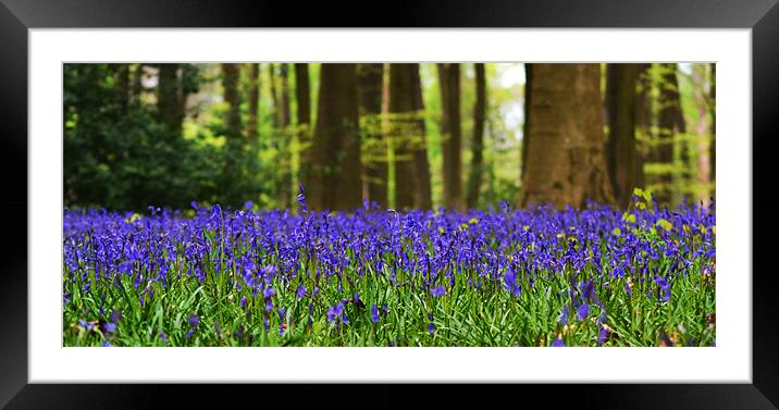 Bluebell woodland Framed Mounted Print by Donna Collett